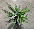 6" Aglaonema Cutlass